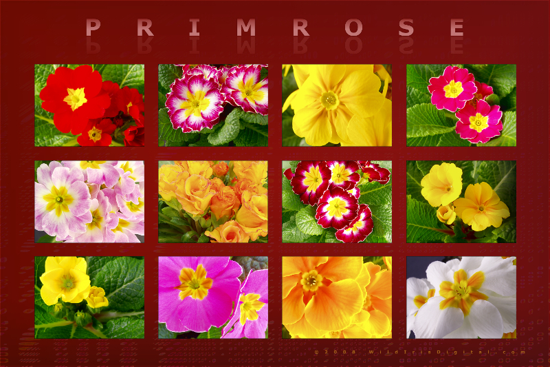 primrose20x30-1 (627K)
