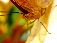 ButterflyPavilion -6 (5K)